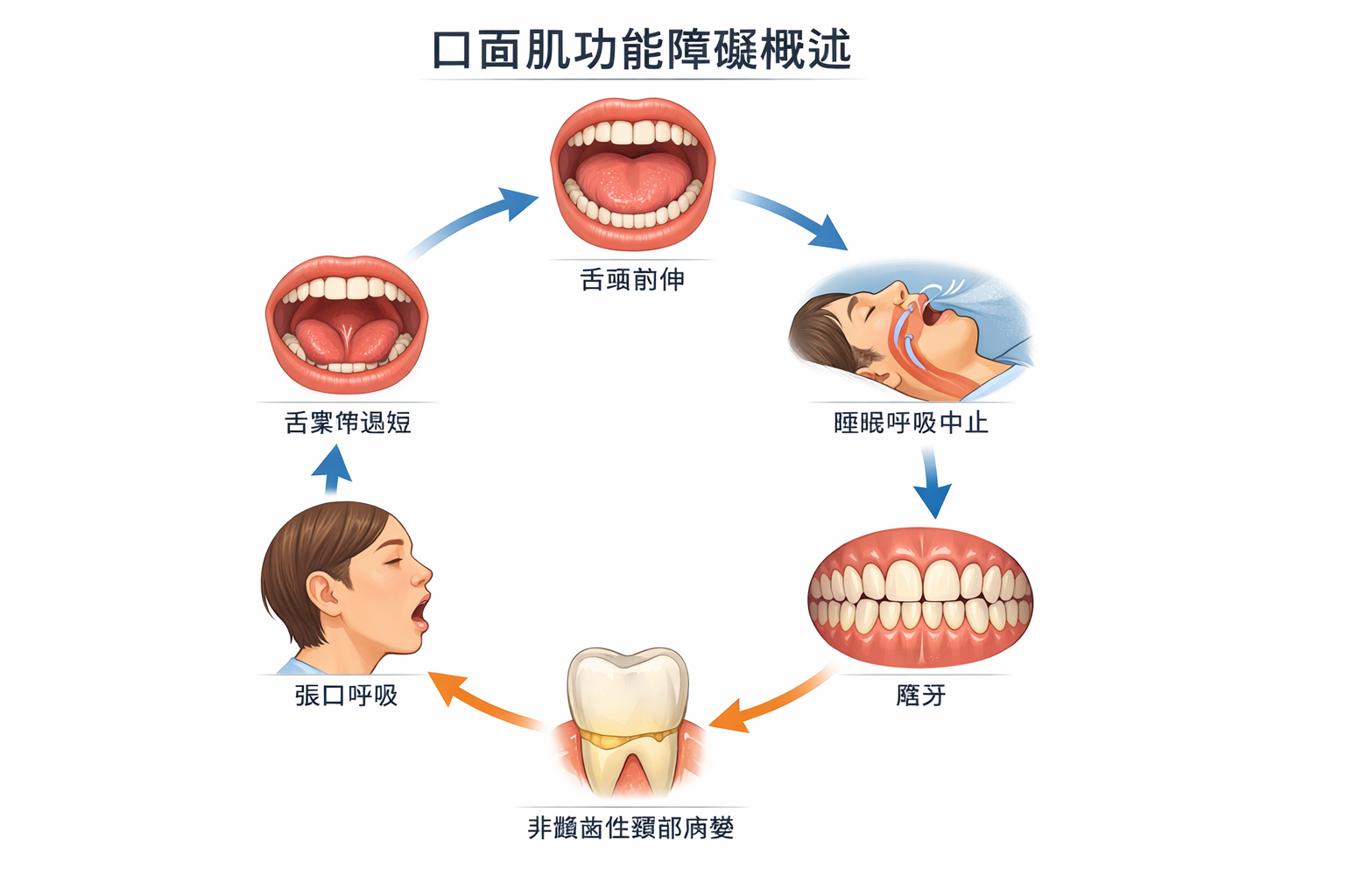 口顎功能六大主題相互關聯概覽圖