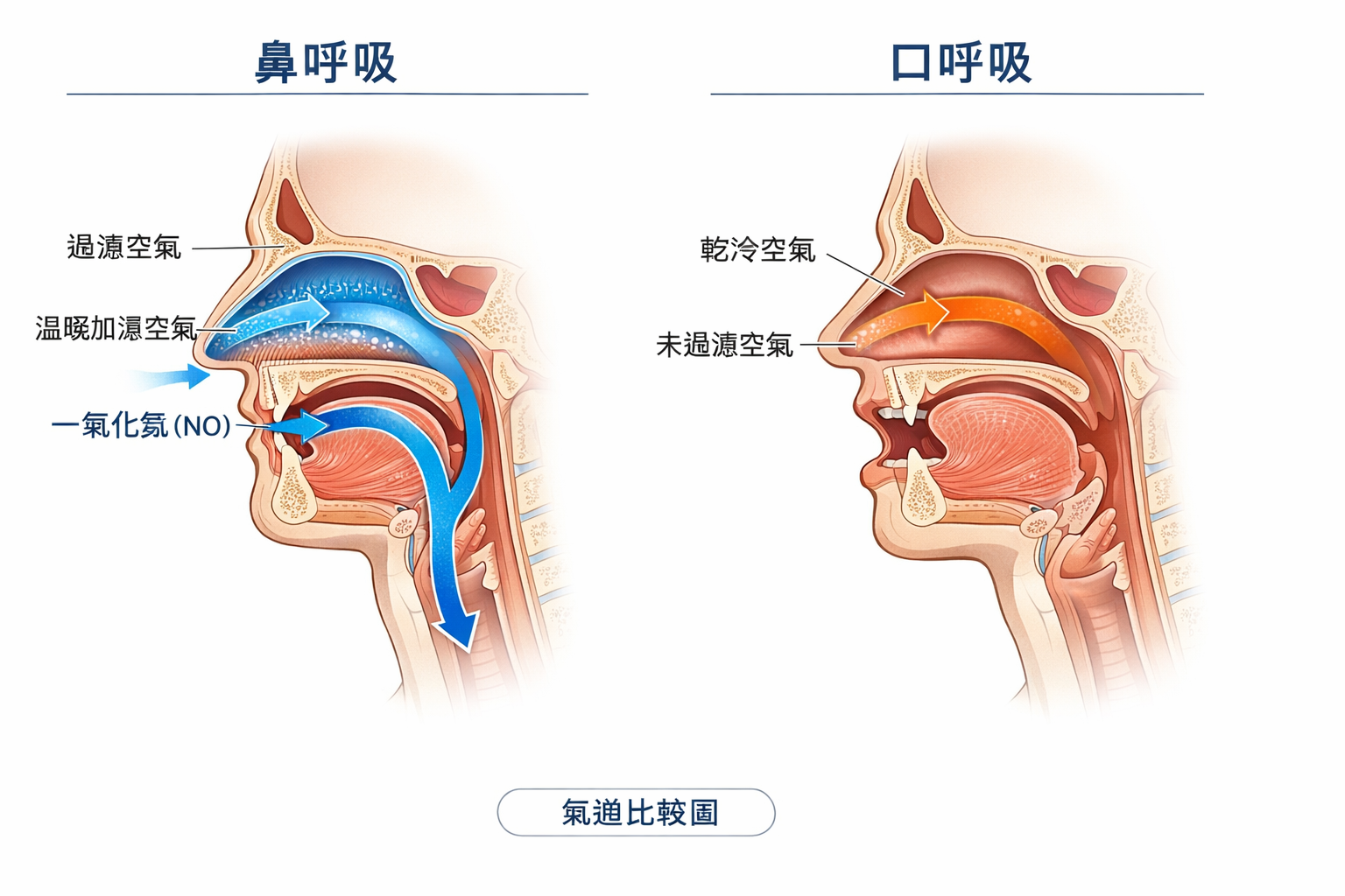 鼻呼吸 vs 口呼吸氣道對比示意圖